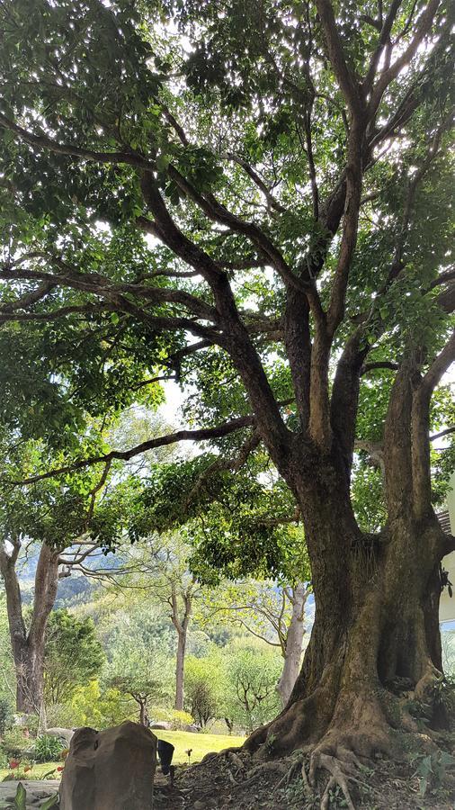 ShitanAround The Tree Manorアパートメント 部屋 写真