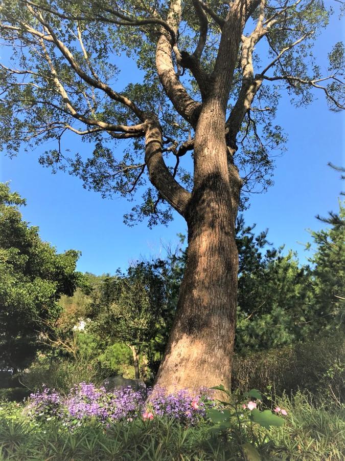 ShitanAround The Tree Manorアパートメント 部屋 写真